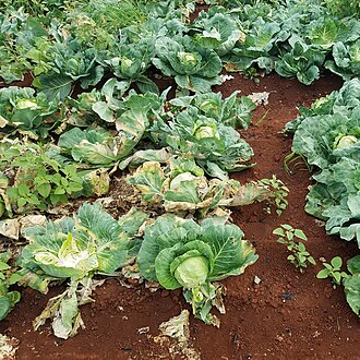 Podredumbre negra — Cultivo — plantas que mueren y hojas exteriores que se secan