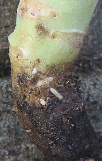 Mosca de la col — Cuello de la raíz de una coliflor — larvas y tejido ennegrecido y descompuesto