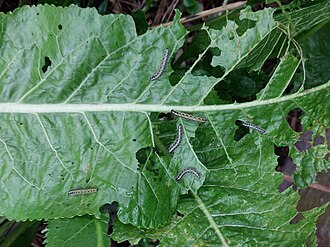 Orugas de la mariposa de la col — Hoja con agujeros comidos y orugas jóvenes de la mariposa de la col