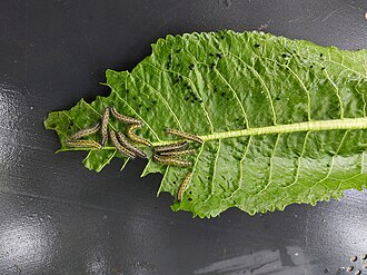 Orugas de la mariposa de la col — Orugas alimentándose en grupo y excrementos negros sobre la hoja