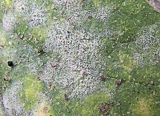 Padlí okurky — Detail — prachovité bílé mycelium na povrchu čepele