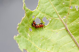 Colorado potato beetle — Group of red larvae and holes eaten in the leaf