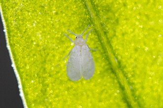 Glasshouse whitefly — Adult whitefly close-up — white, wax-dusted insect