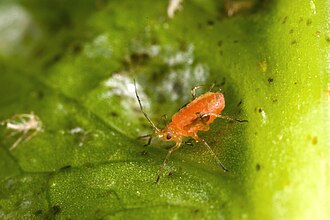 Aphids — Close-up of a currant-lettuce aphid on the leaf blade