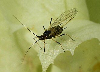Aphids — Winged aphid — the form that spreads the colony