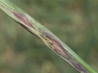 Purple blotch — Lesion close-up — concentric zoning and sunken, dying tissue