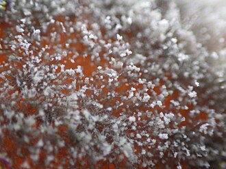 Gray mold — Close-up — fungal spore stalks growing out of the fruit skin