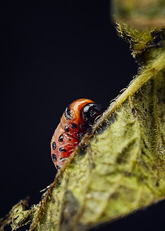 Colorado potato beetle — Larva — red-orange, with black dots along the sides