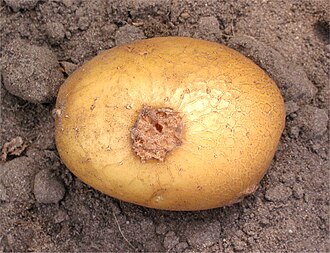 Common scab — Tuber — a single deep scab on cracked skin