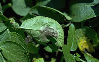 Late blight of potato — Leaf in the crop — lesion with a paler, sporulating margin