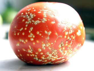 Bacterial canker of tomato — Ripe fruit — bird's-eye spots with a pale halo