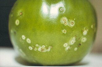 Bacterial canker of tomato — Green fruit — white spots with a dark centre