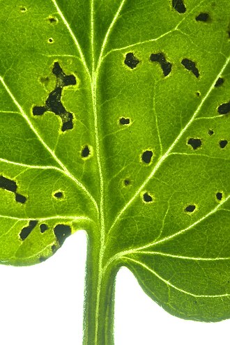 Bacterial speck of tomato — Leaf against the light — specks merging into larger black necrotic patches