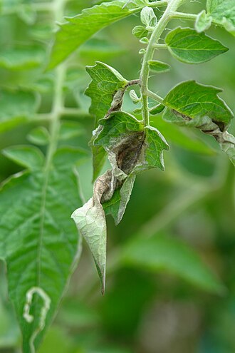 Late blight — Shoot — curling, browning leaves with grey mould