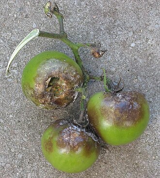 Late blight — Fruits — firm, brown patches of rot on green tomatoes