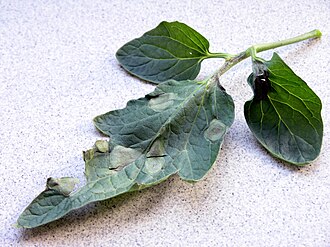 Late blight — Leaf — greasy grey-green patches with white mould underneath
