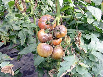 Late blight — Truss — brown rot of the fruits and dying leaves