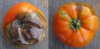 Late blight — Fruit — extensive, marbled patch of rot