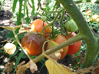 Late blight — Fruit on the plant — dark brown patch of rot