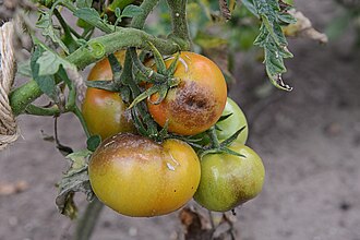 Late blight — Truss — brown patches on ripening fruits