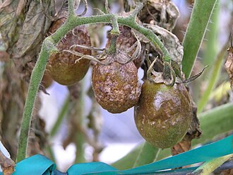 Late blight — Truss — sporulating fruit rot and dried-up leaves