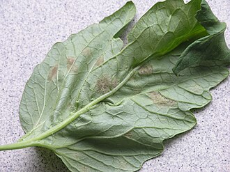 Leaf mold — Leaf underside — olive-brown, velvety layer of spores