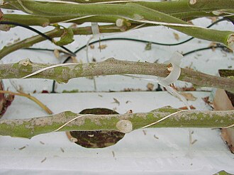 Powdery mildew — Stems — greyish-white growth covering the shoots