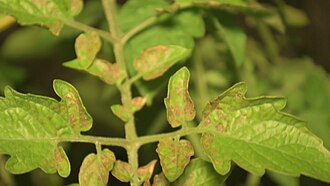 Septoria leaf spot — Leaves — brown spots merging into larger necrotic patches