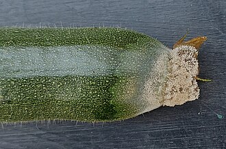 Gray mold — Fruit — mould spreading from the flower remains into the tissue