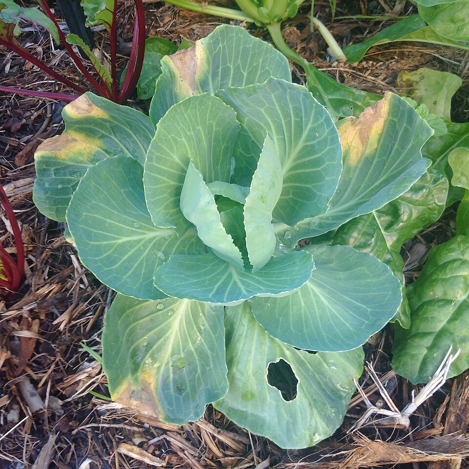 Black rot — Young plant — wedge-shaped, yellow-brown lesions spreading in from the leaf margins