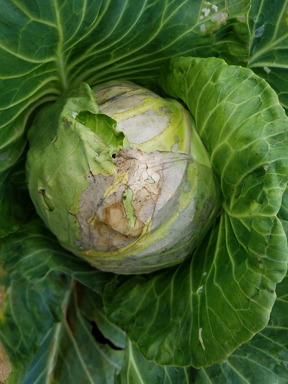 Black rot — Head — extensive dry, grey-brown rot of the wrapper leaves