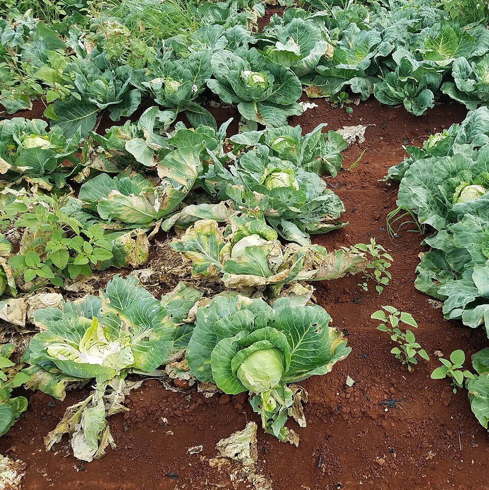 Black rot — Field — dying plants and withering outer leaves