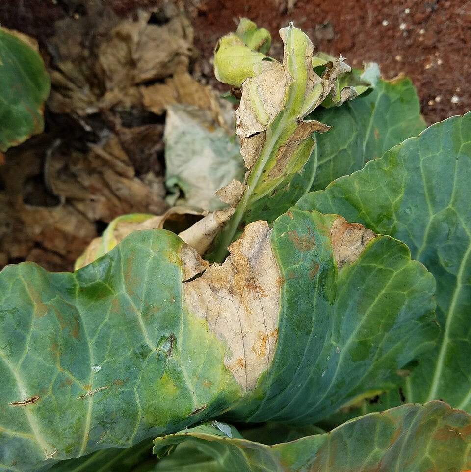 Black rot — Leaf — dry, light-brown necrosis with a yellow halo, spreading in from the margin