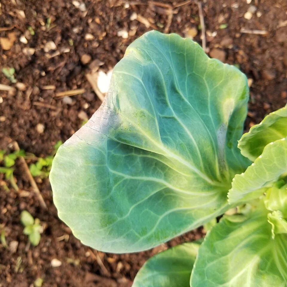 Black rot — Young leaf — dying, grey-brown tissue along the margin