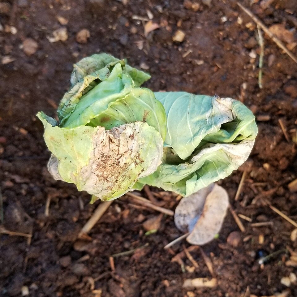 Black rot — Dying plant — dried-up leaves after severe infection