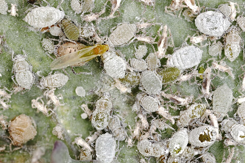 Cabbage aphid — Close-up of a mealy cabbage aphid colony — waxy coating and a winged adult