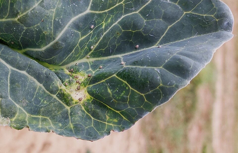 Cabbage aphid — Early colonisation — a small aphid colony at the base of a broccoli leaf vein