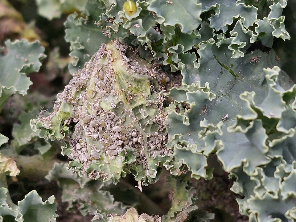Cabbage aphid — Heavy infestation on kale — dense colony covered in white wax