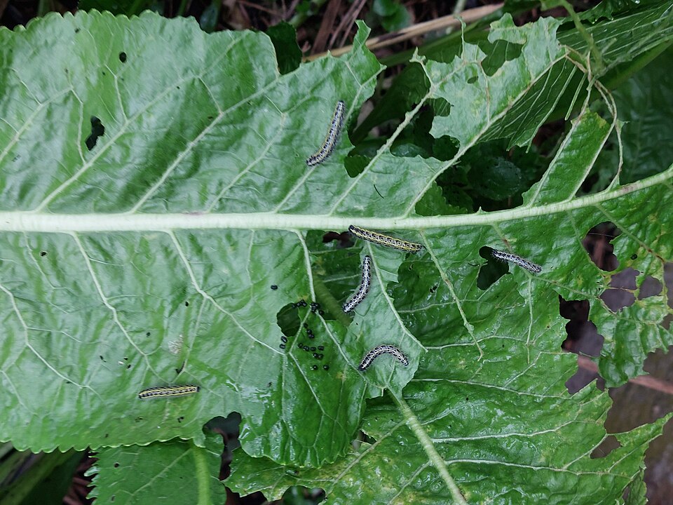 Cabbage white caterpillars — Leaf with eaten holes and young cabbage white caterpillars