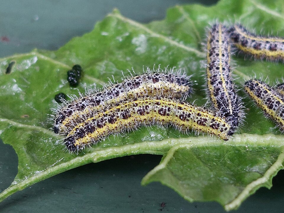 Cabbage white caterpillars — Large white caterpillars up close — yellow and black, hairy