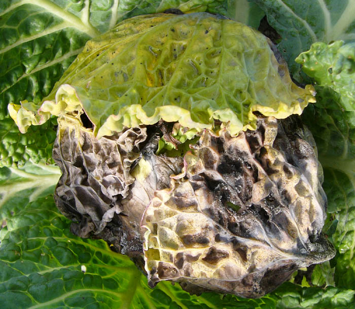 Downy mildew — Advanced infection of the head — browning, dying leaf tissue