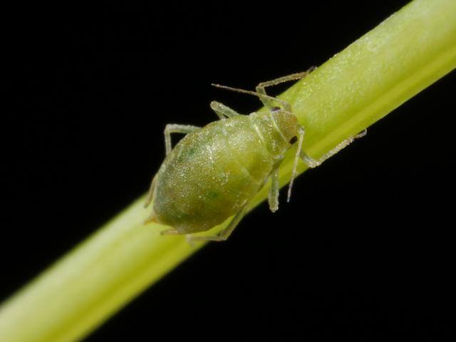 Afidi — Primo piano — afide del salice e della carota su un picciolo