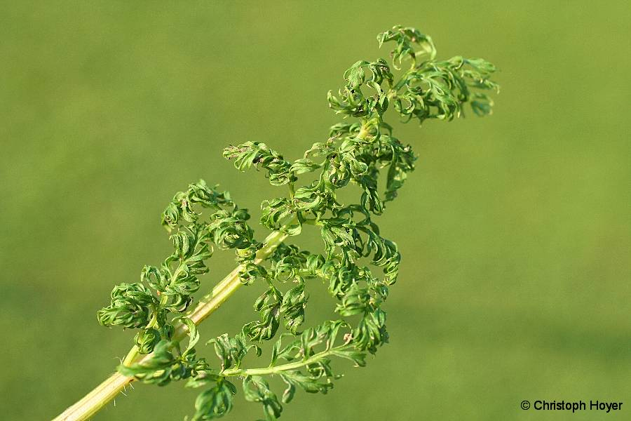 Afidi — Fogliame — foglioline molto deformate e arricciate con afidi
