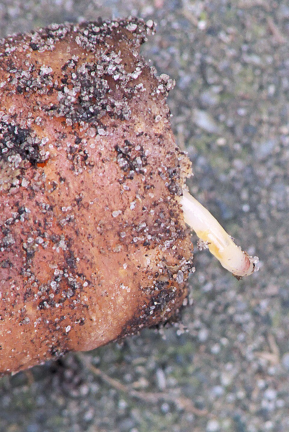 Carrot fly — White carrot fly maggot emerging from a tunnel in the root
