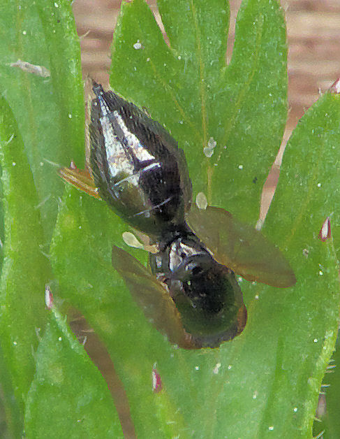 Carrot fly — Adult carrot fly on the foliage