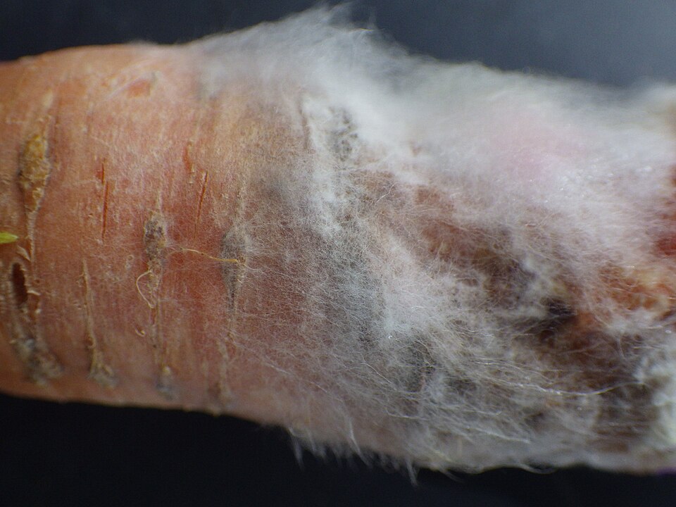 Esclerotinia — Raíz — micelio blanco y algodonoso que cubre el tejido podrido