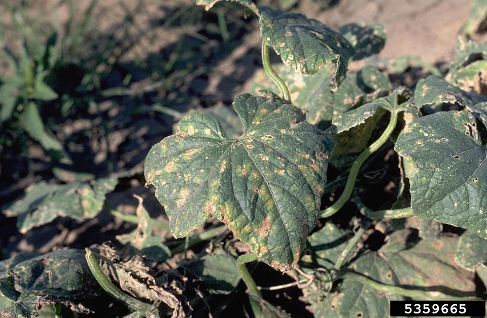 Angular leaf spot — Leaf — angular, browning spots bounded by veins, with holes where dead tissue has dropped out