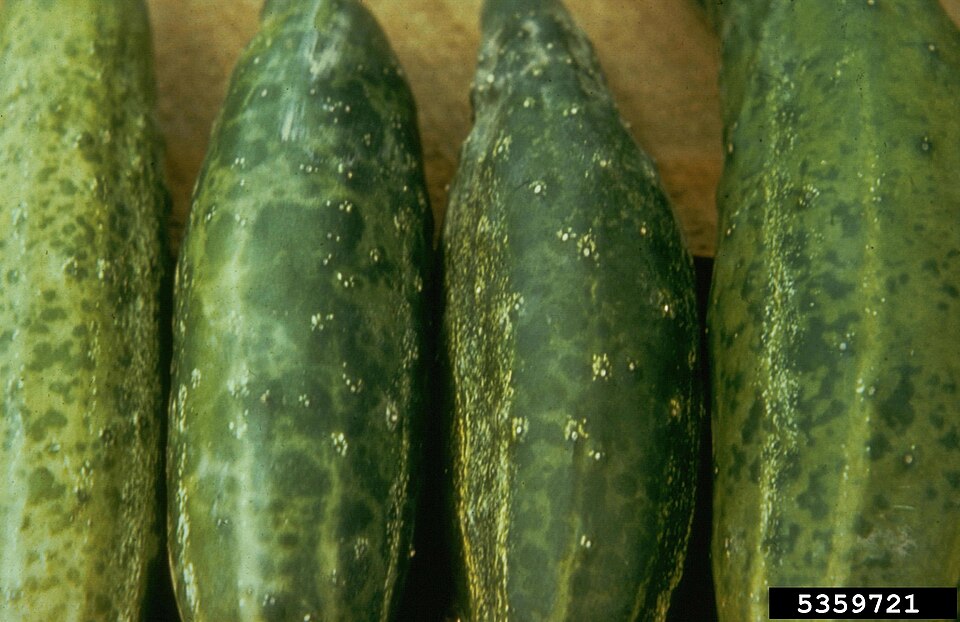 Cucumber mosaic virus (CMV) — Fruits — mosaic of light and dark green on the skin