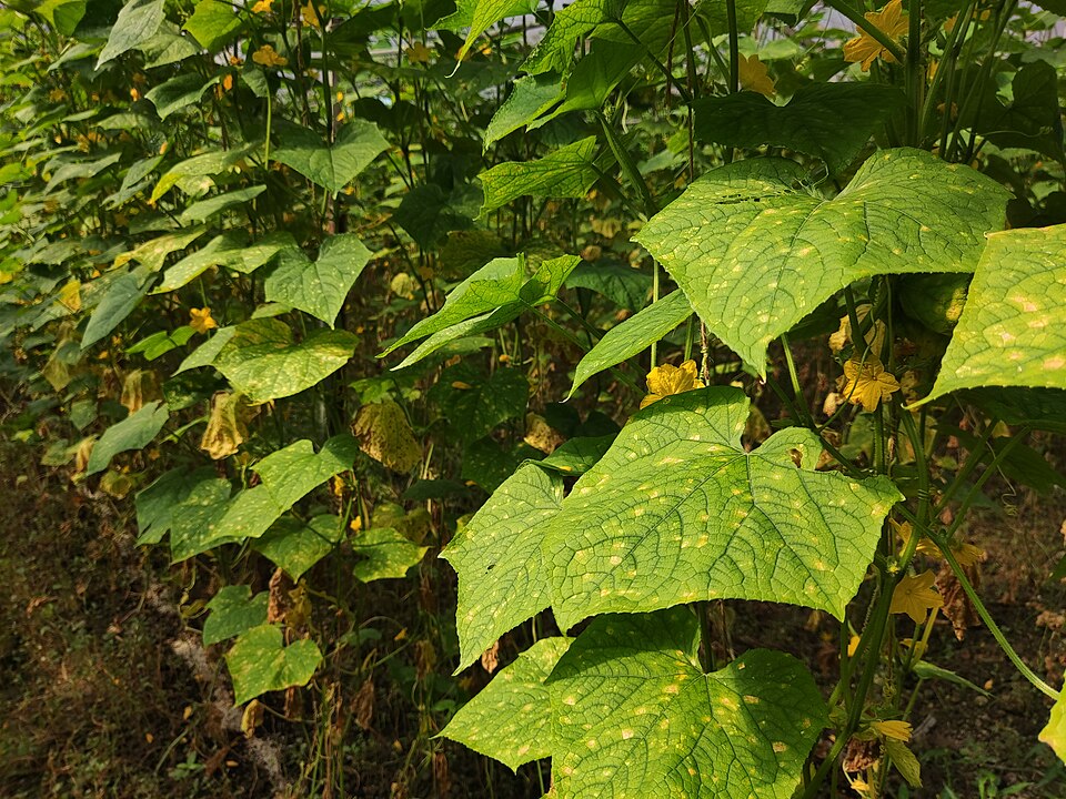 Peronospora delle cucurbitacee — Coltura — foglie fortemente colpite con ampio ingiallimento della lamina