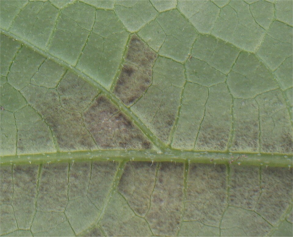 Peronospora delle cucurbitacee — Pagina inferiore — macchie che imbruniscono, delimitate dal reticolo delle nervature